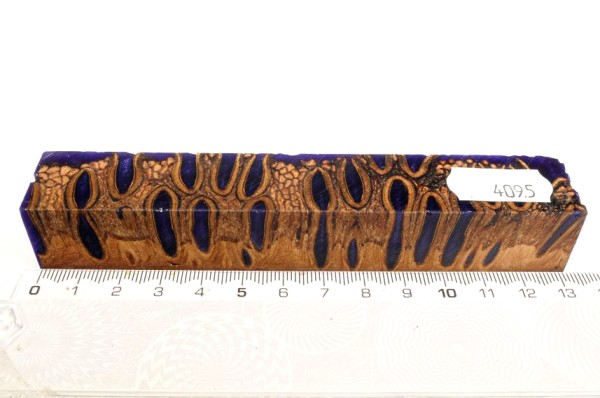 Banksiazapfen in Kunstharz