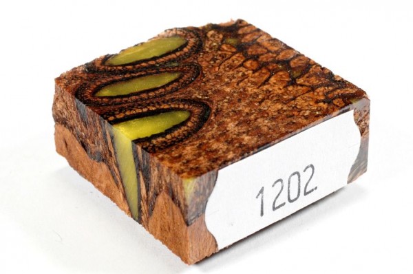 Banksiazapfen in Kunstharz für Ringe