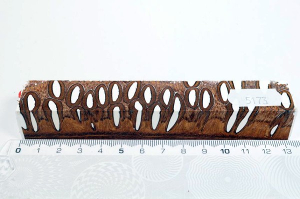 Banksiazapfen in Kunstharz - Weiß - 13 cm