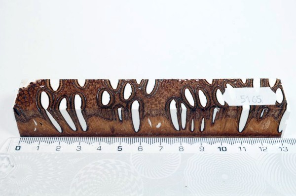 Banksiazapfen in Kunstharz - Weiß - 13 cm