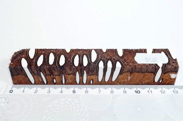 Banksiazapfen in Kunstharz - Weiß - 13 cm