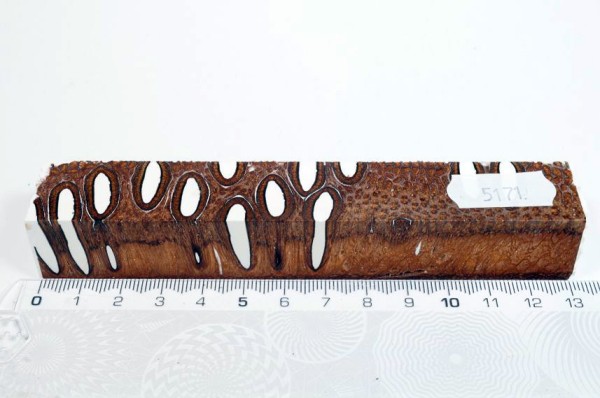 Banksiazapfen in Kunstharz - Weiß - 13 cm