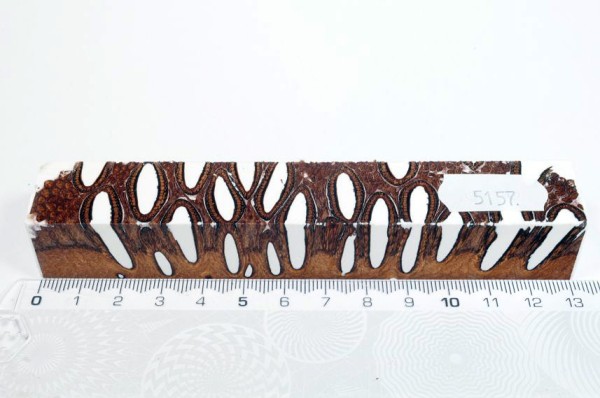 Banksiazapfen in Kunstharz - Weiß - 13 cm