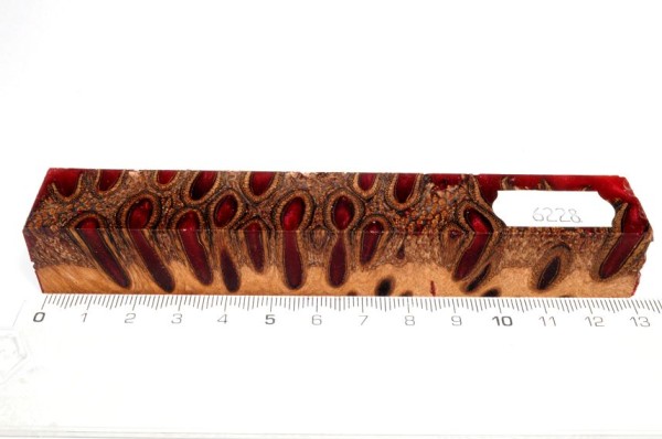 Banksiazapfen in Kunstharz