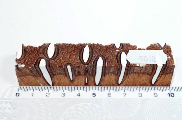 Banksiazapfen in Kunstharz - Weiß - 10 cm