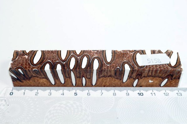 Banksiazapfen in Kunstharz - Weiß - 13 cm