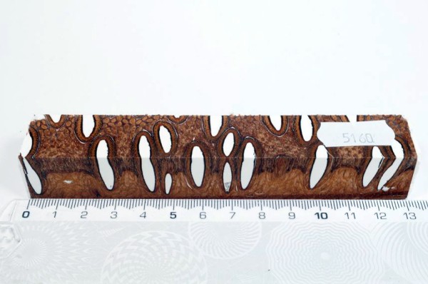 Banksiazapfen in Kunstharz - Weiß - 13 cm