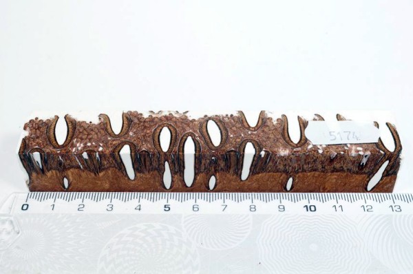 Banksiazapfen in Kunstharz - Weiß - 13 cm