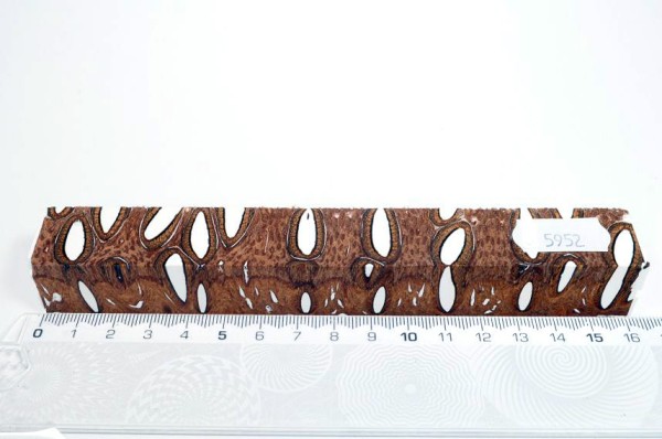 Banksiazapfen in Kunstharz - Weiß - 16 cm