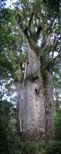 kKauri