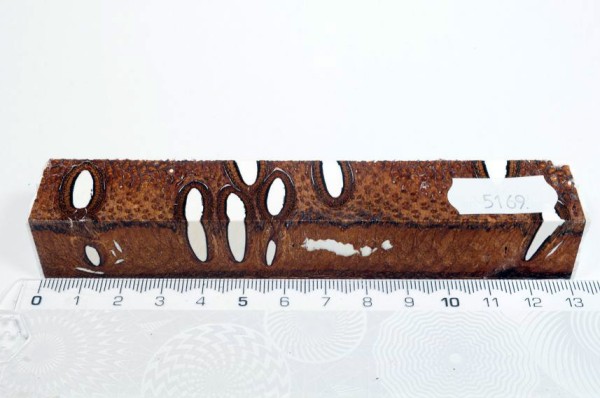 Banksiazapfen in Kunstharz - Weiß - 13 cm