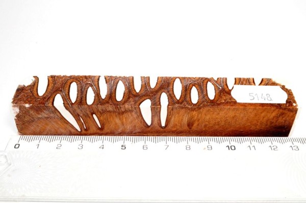 Banksiazapfen in Kunstharz