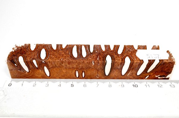 Banksiazapfen in Kunstharz