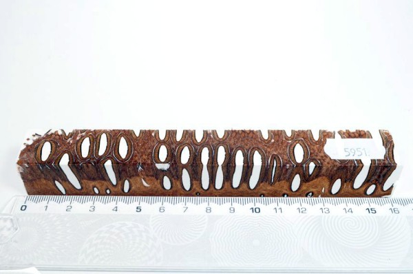 Banksiazapfen in Kunstharz - Weiß - 16 cm