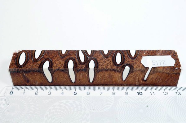 Banksiazapfen in Kunstharz - Weiß - 13 cm