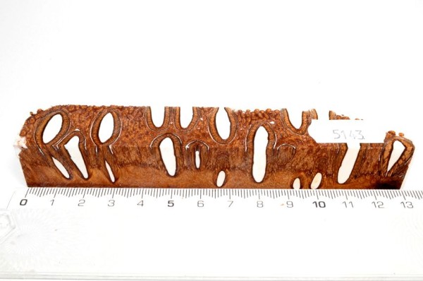 Banksiazapfen in Kunstharz