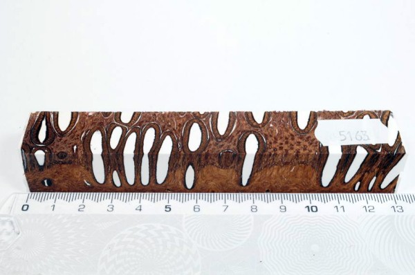 Banksiazapfen in Kunstharz - Weiß - 13 cm