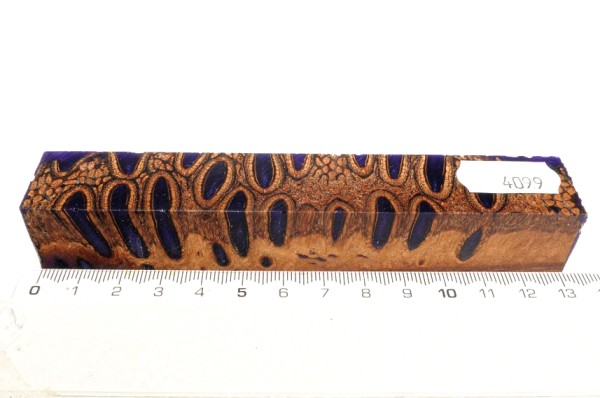 Banksiazapfen in Kunstharz