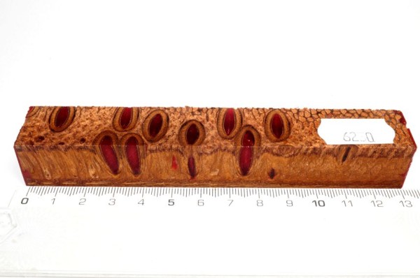 Banksiazapfen in Kunstharz