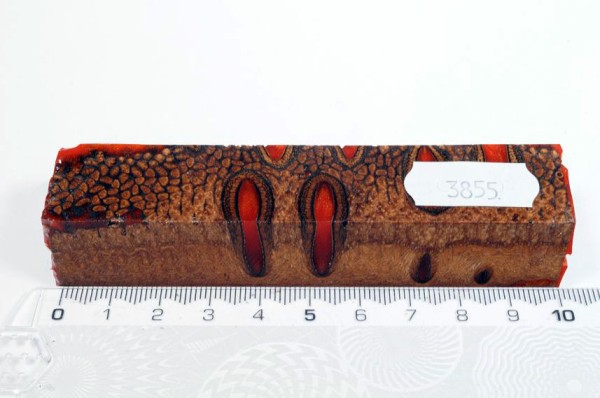 Banksiazapfen in Kunstharz - Orange - 10 cm