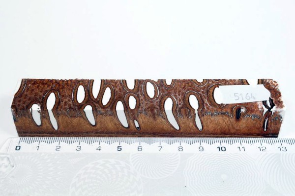 Banksiazapfen in Kunstharz - Weiß - 13 cm