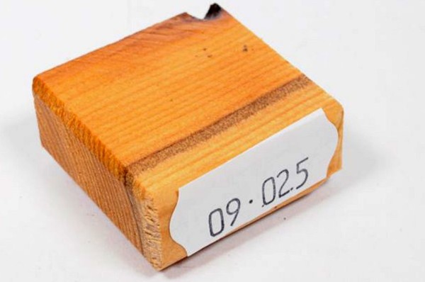 Ring Blank aus Holz - Eibe