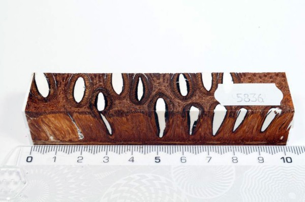 Banksiazapfen in Kunstharz - Weiß - 10 cm