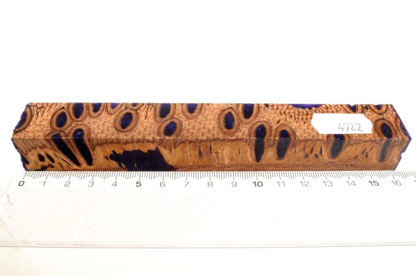 Banksiazapfen in Kunstharz