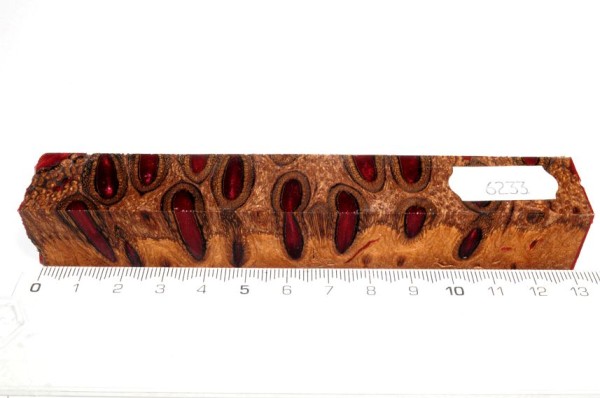 Banksiazapfen in Kunstharz